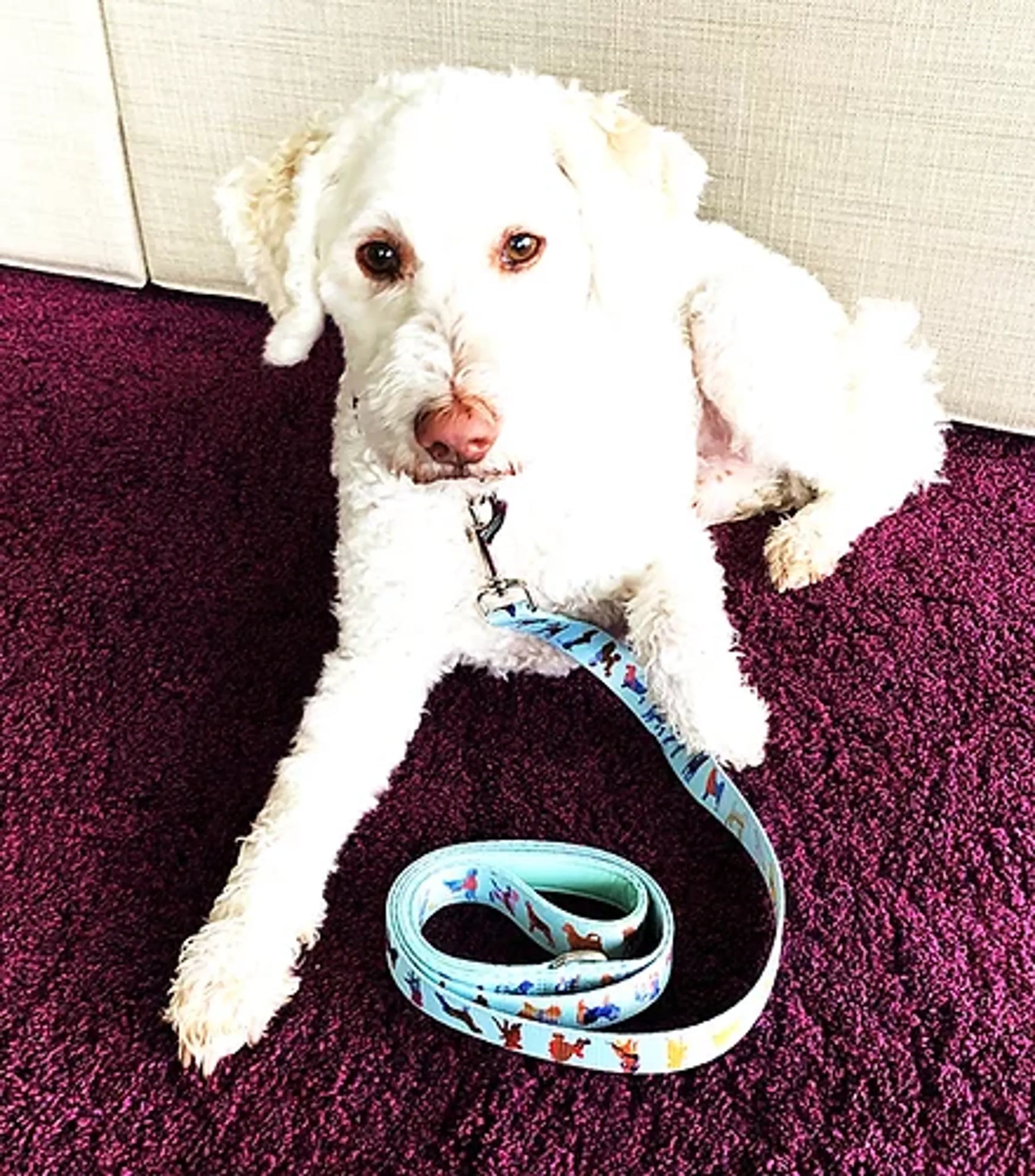 Dog Leash - Your Pet Connection