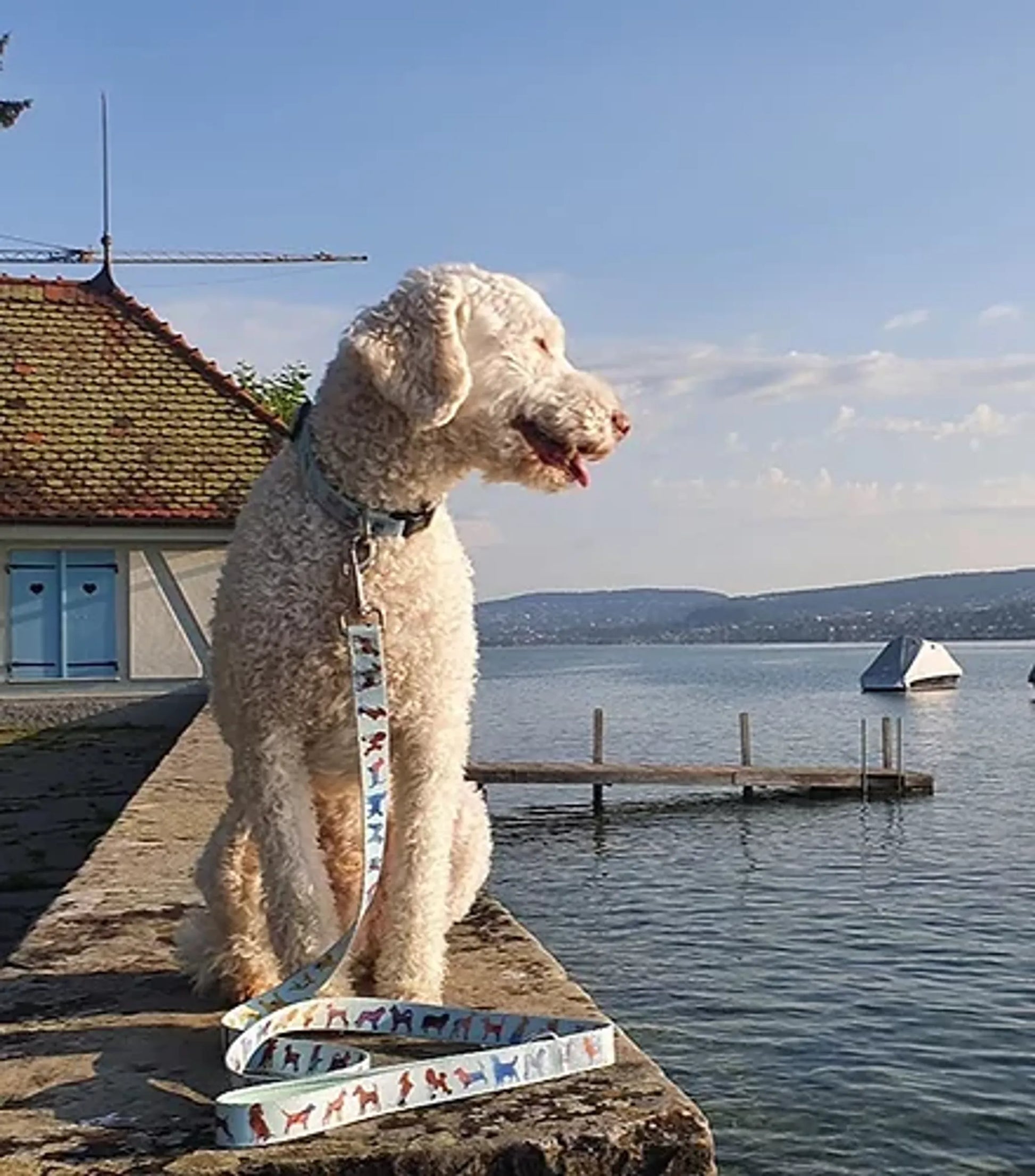 Dog Leash - Your Pet Connection