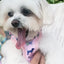 Pink Puppies Harness Small Fashionable Dog Gear Pink