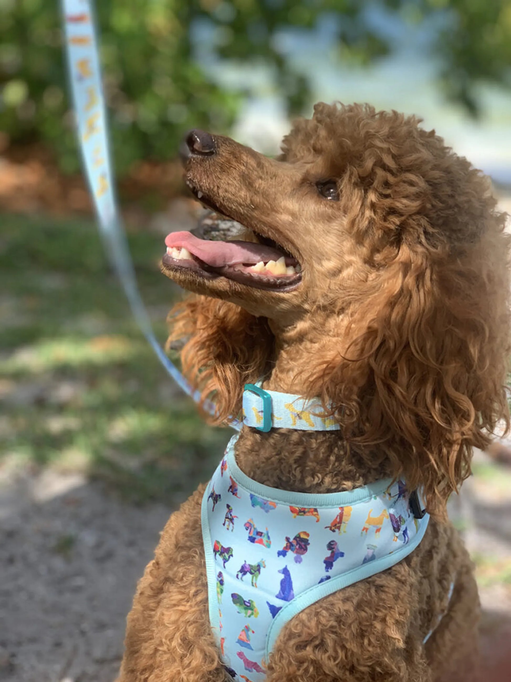 Blue Buddies Harnes - Your Pet Connection