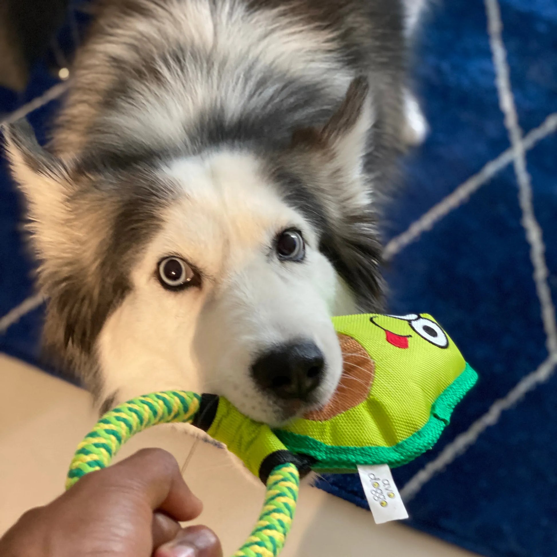 Avo Doggo - Your Pet Connection