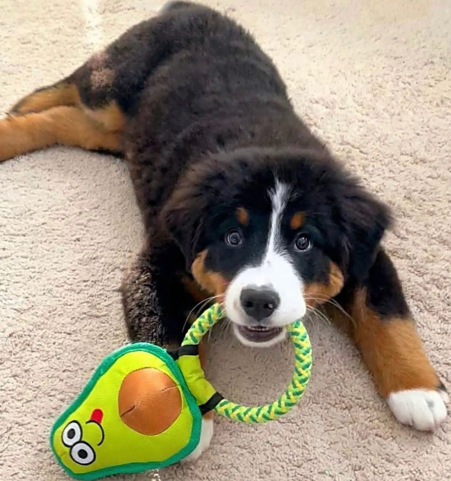 Avo Doggo Avocado Dog Toy Small to Large
