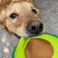 Avo Doggo - Your Pet Connection
