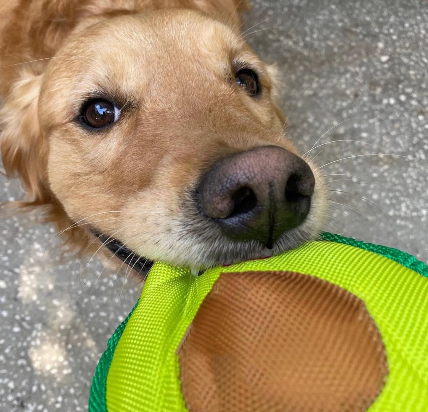 Avo Doggo Avocado Dog Toy Small to Large