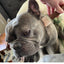 The Zen Roller For Pets - Your Pet Connection