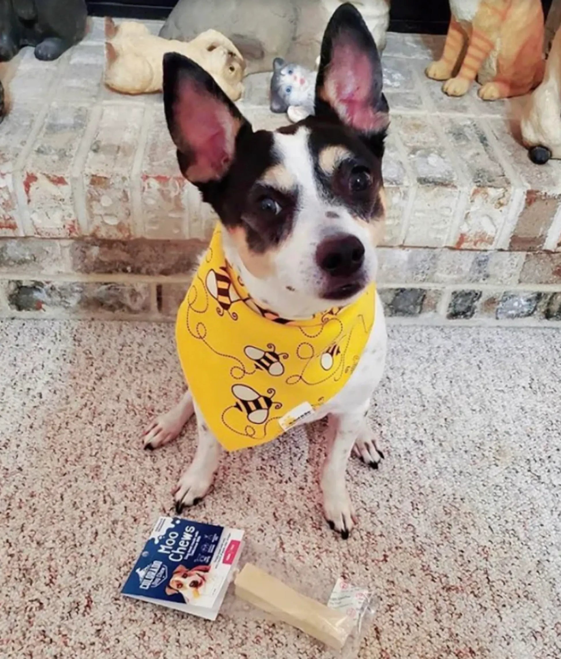 Moo Dog Chews - Your Pet Connection