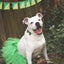 Tutu Joli Festive Pet Tutu Collection