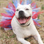 Tutu Joli Stylish Tulle Pet Apparel