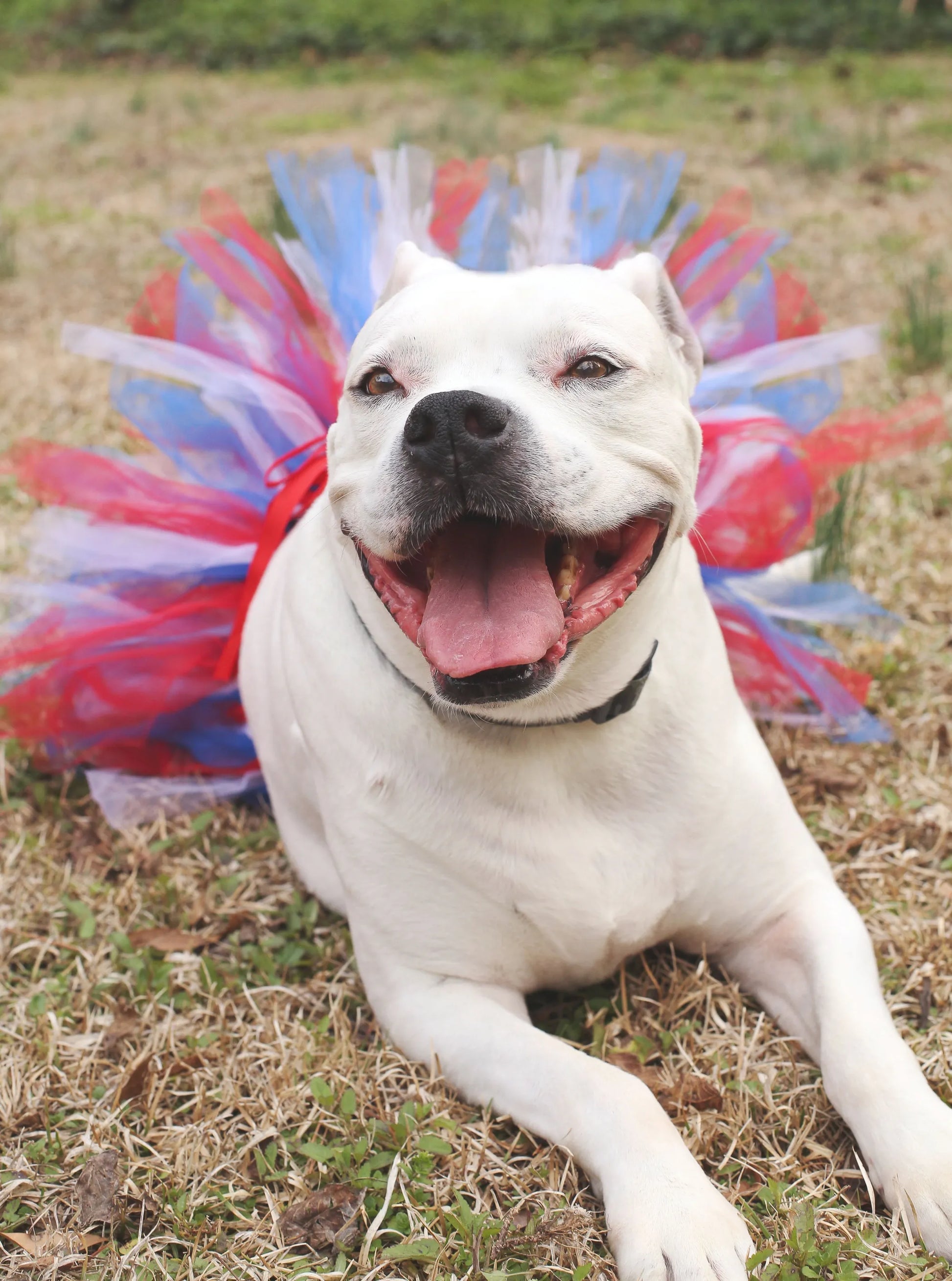 Red/White/Blue 4th Of July Dog Tutu Skirt (XS) - Your Pet Connection