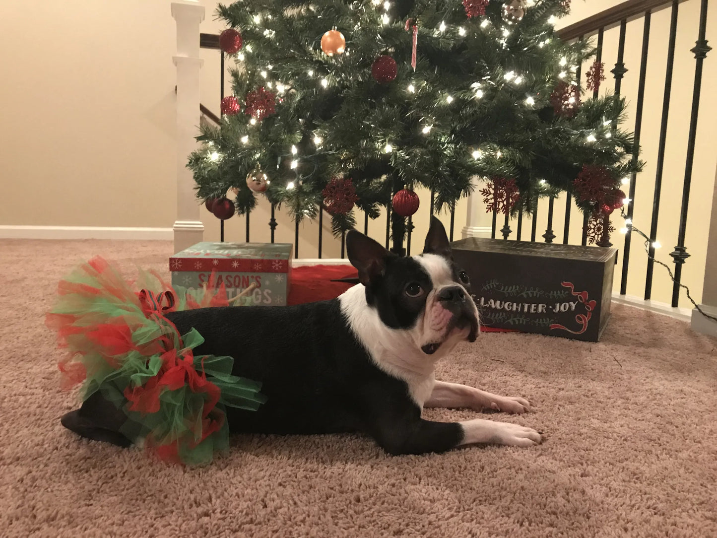 Red and Green Christmas Dog Tutu Skirt (XS) - Your Pet Connection