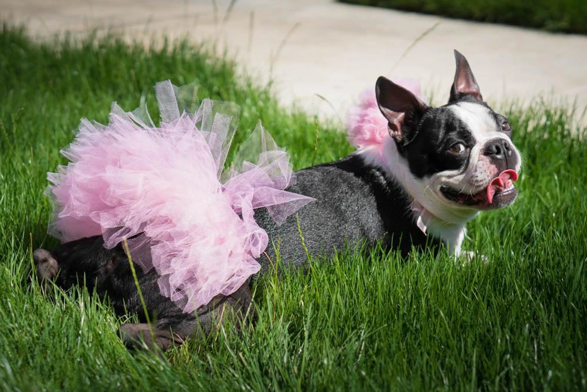 Light Pink Dog Tutu Skirt (XS) - Your Pet Connection