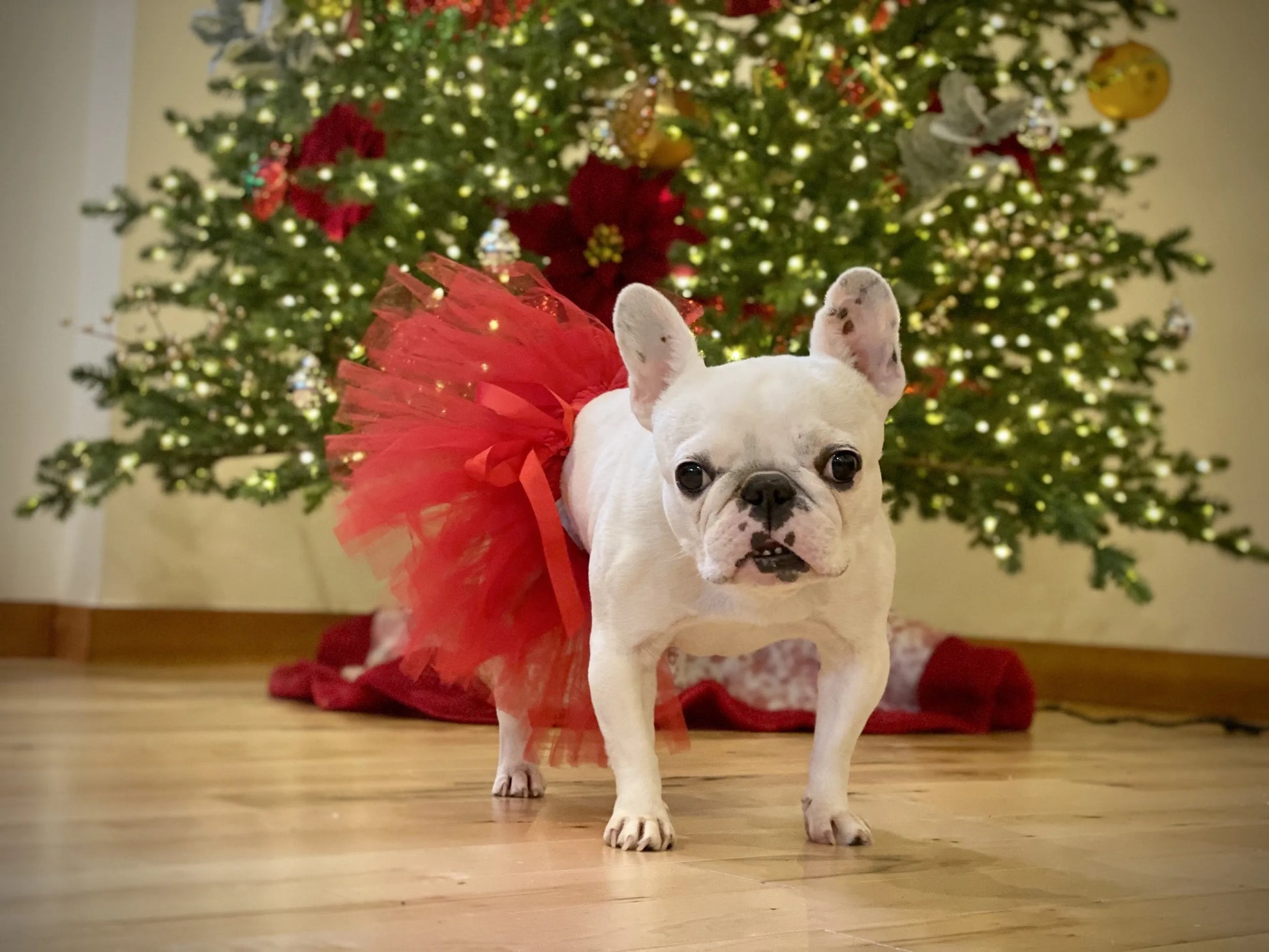 Red Christmas Dog Tutu Skirt (XS) - Your Pet Connection