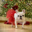 Tutu Joli Pet Tulle Skirt with Elastic Waistband