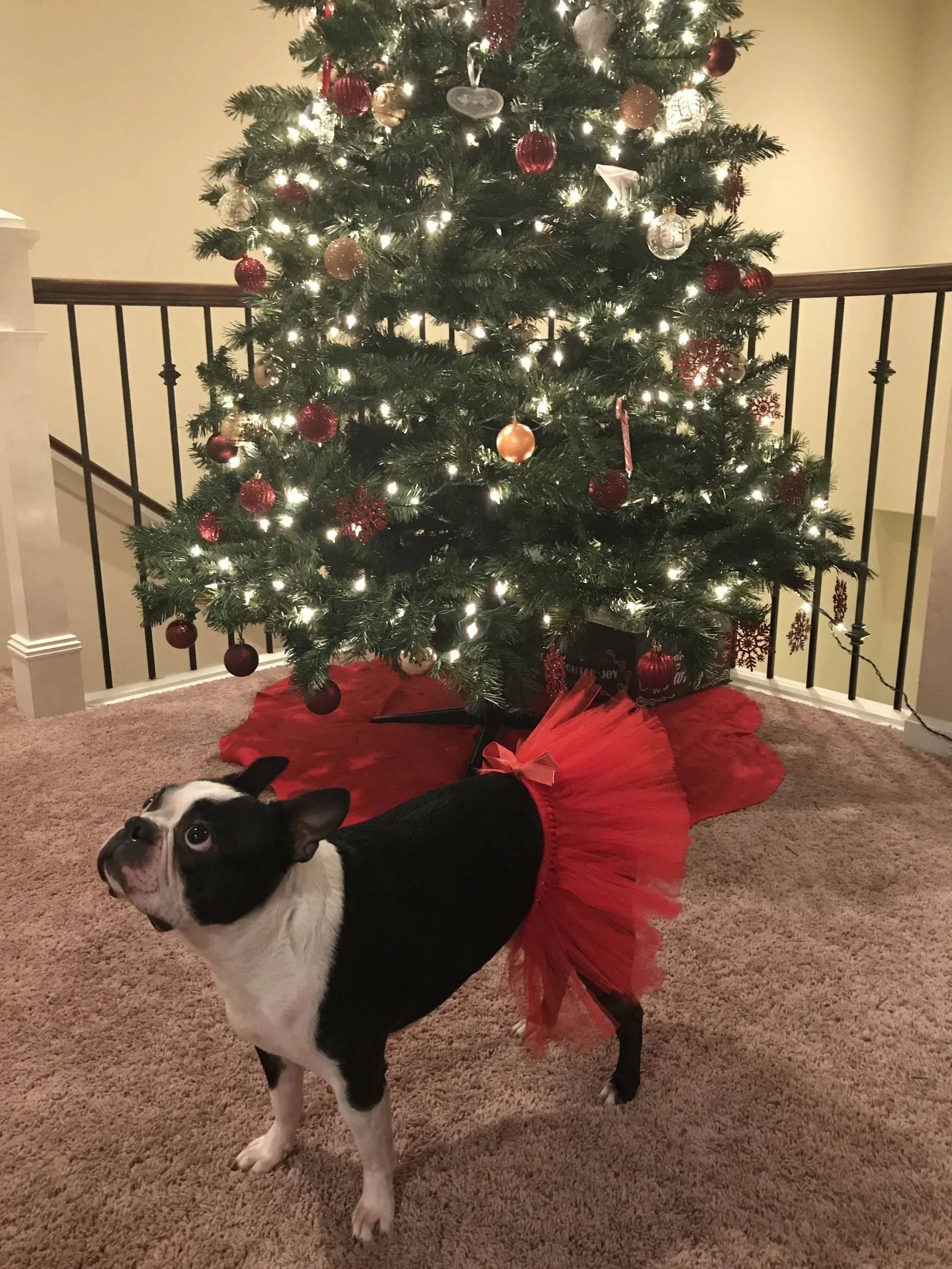 Red Christmas Dog Tutu Skirt (XS) - Your Pet Connection