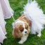 White Bridal Dog Tutu Skirt (XS) - Your Pet Connection