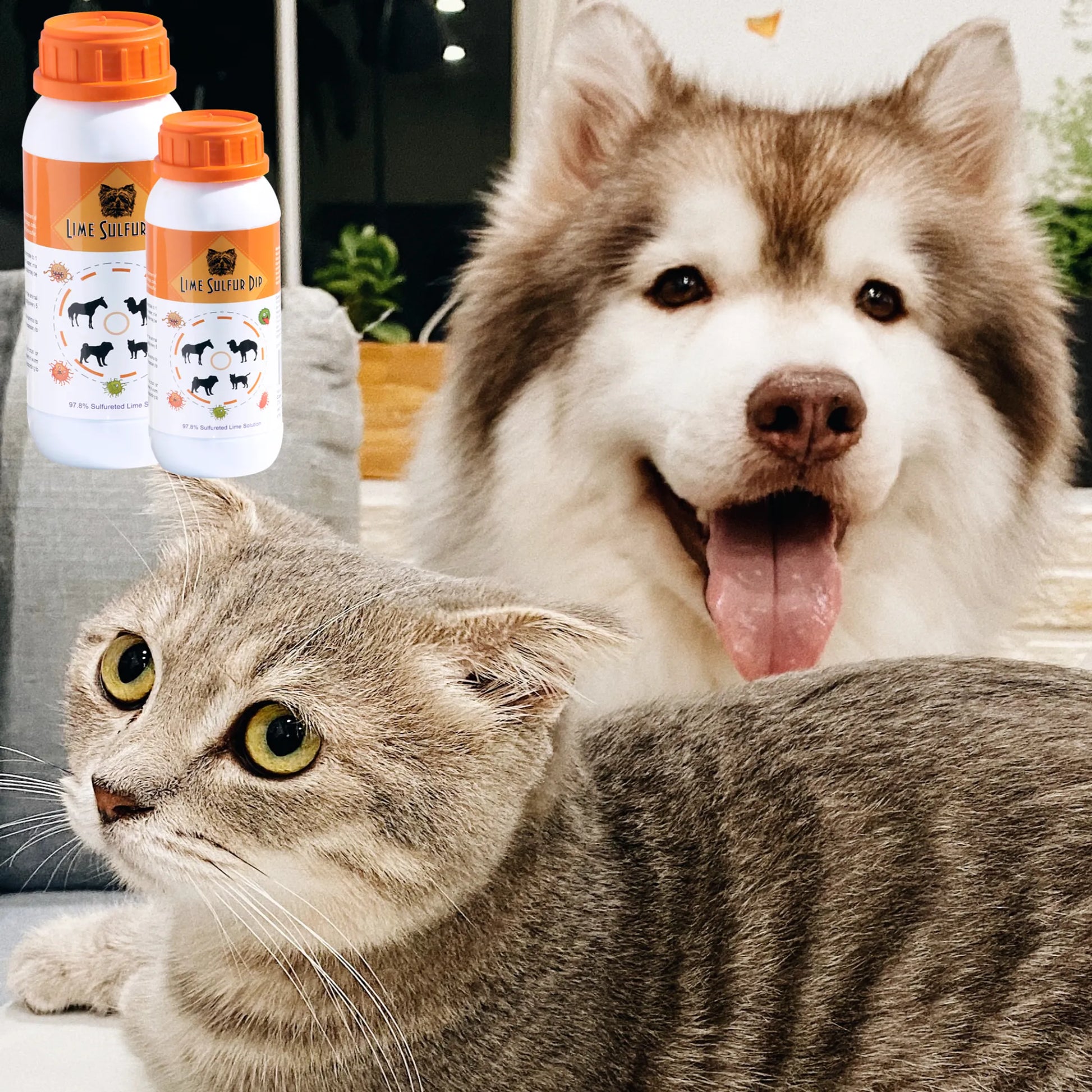 Lime Sulfur Dip - Pet and Veterinary Solution for Dermatitis, Mange, Ringworm and other Parasites - Your Pet Connection