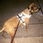 Headlight Harness, Dog Harness with Built In LED Light - Your Pet Connection