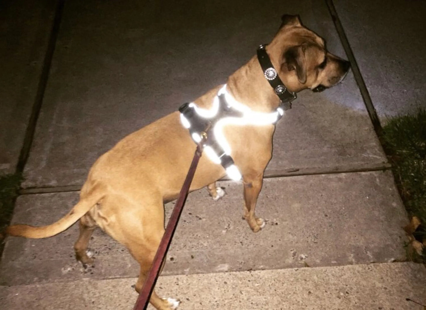 Headlight Harness, Dog Harness with Built In LED Light - Your Pet Connection