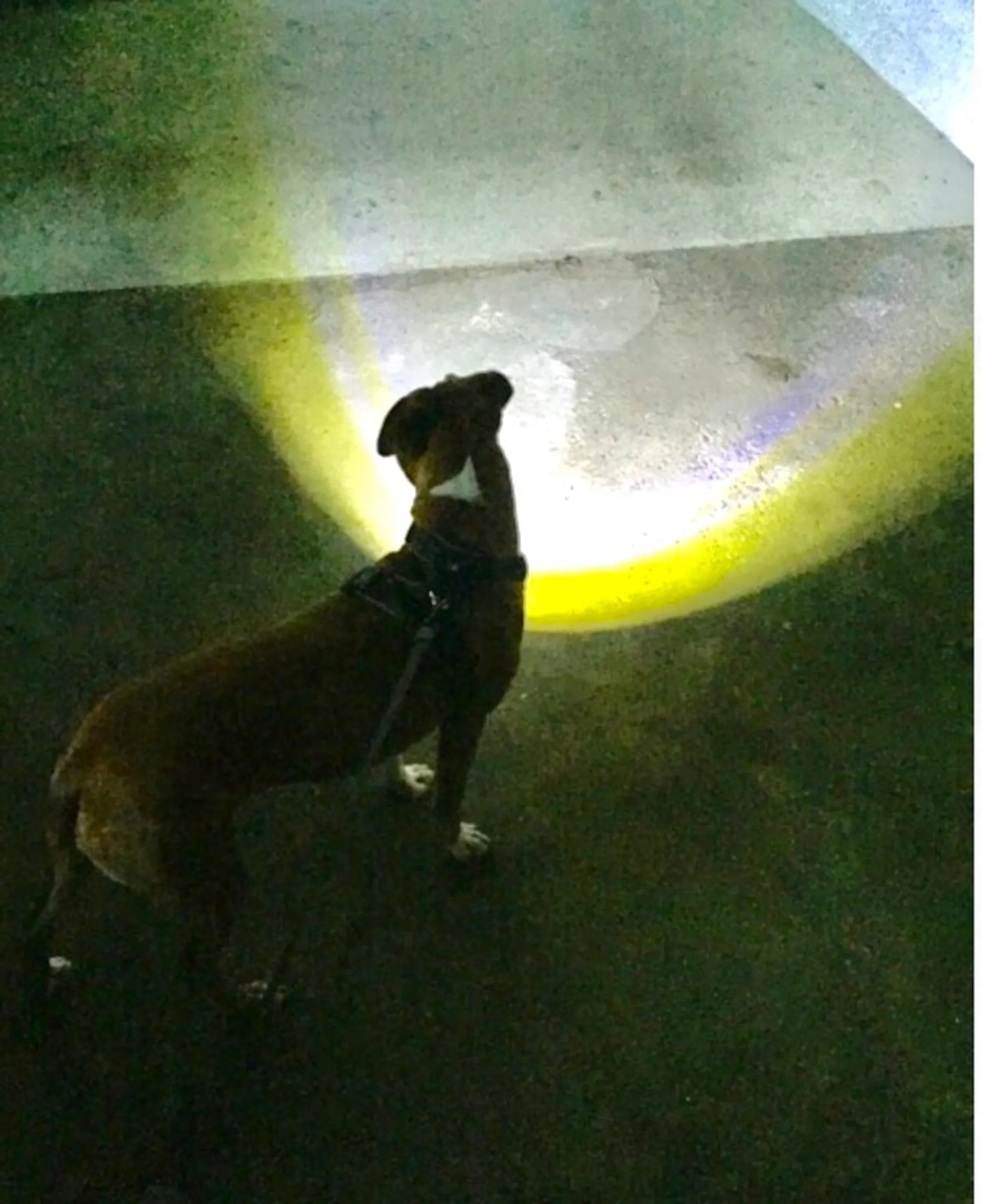 Headlight Harness, Dog Harness with Built In LED Light - Your Pet Connection