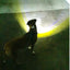Headlight Harness, Dog Harness with Built In LED Light - Your Pet Connection