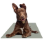 Chillz Gel Mat - Your Pet Connection