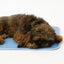 The Green Pet Shop Cool Pet Pad - Medium