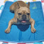 The Green Pet Shop Cool Pet Pad - Medium