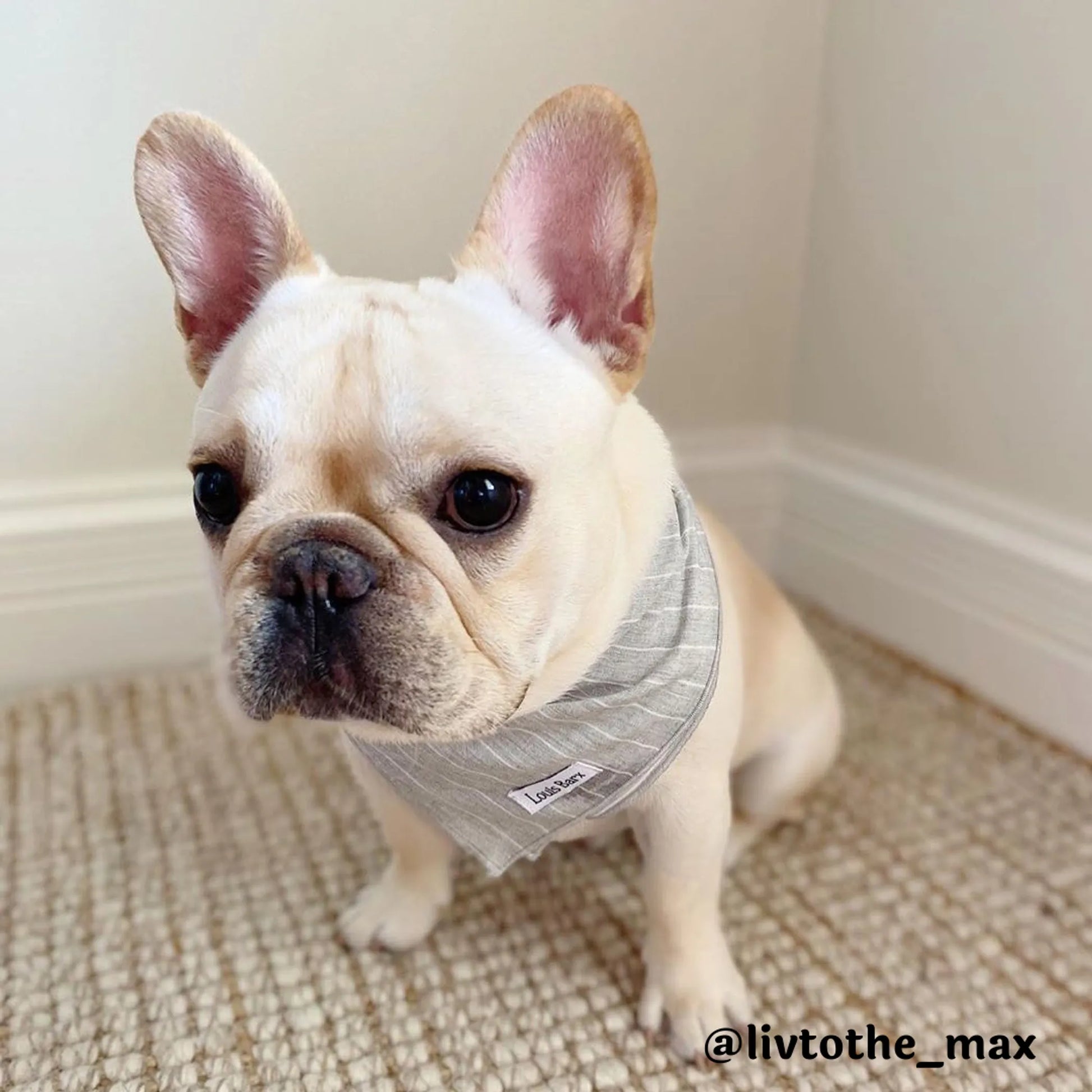 Classic Everyday Bandana - Your Pet Connection