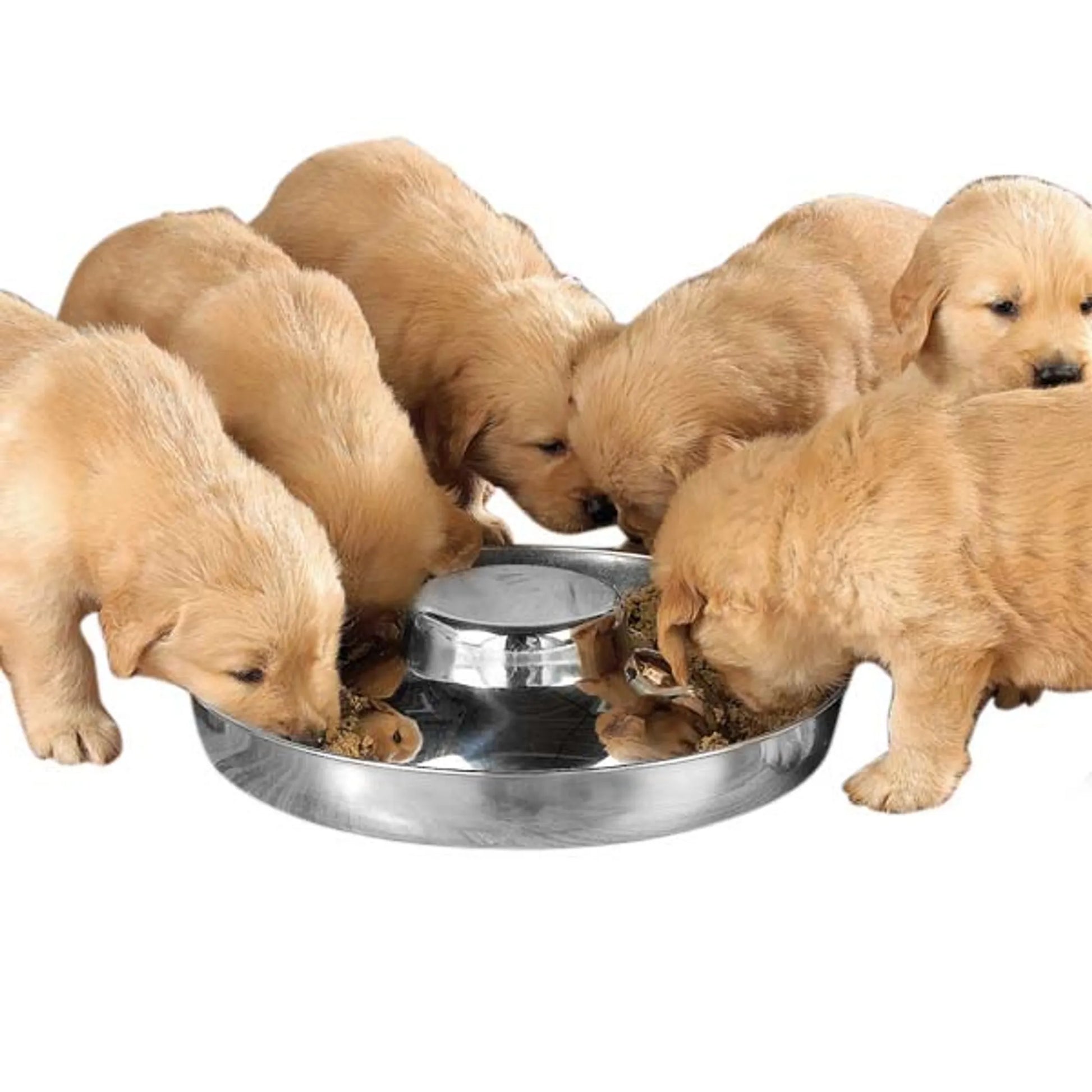PS Puppy Dish 14.5In - Your Pet Connection