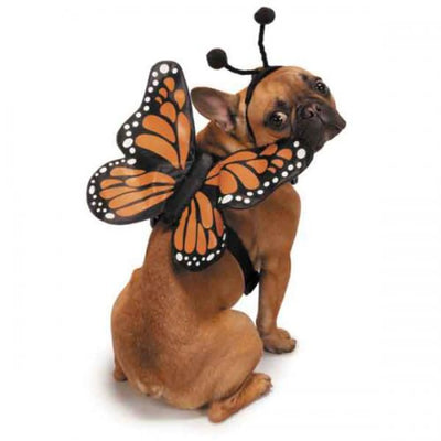 ZZ Butterfly Glow Harnesses Costume - Your Pet Connection