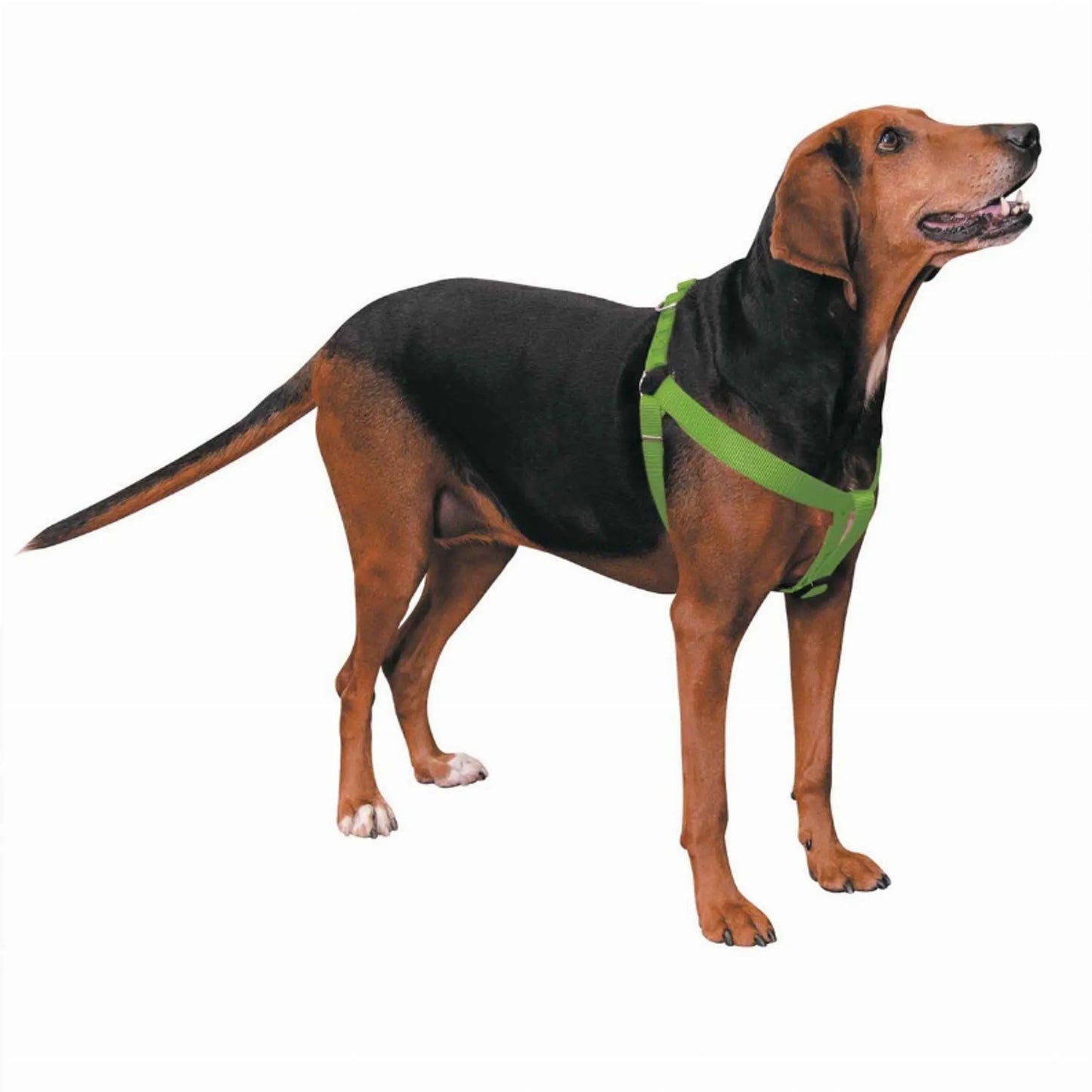 CC Nylon 2 Step Harness 15-25In Blk - Your Pet Connection