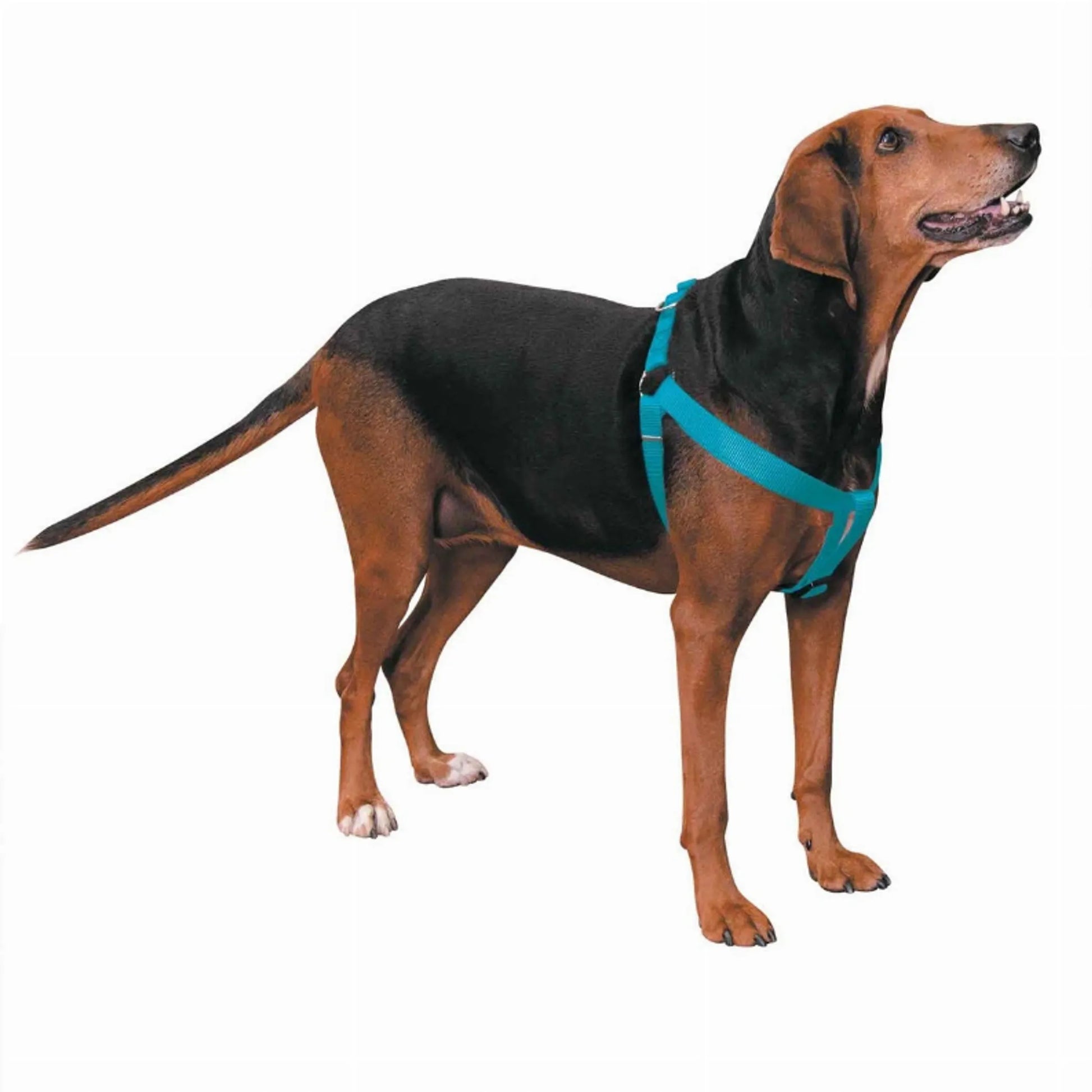 CC Nylon 2 Step Harness 15-25In Blk - Your Pet Connection