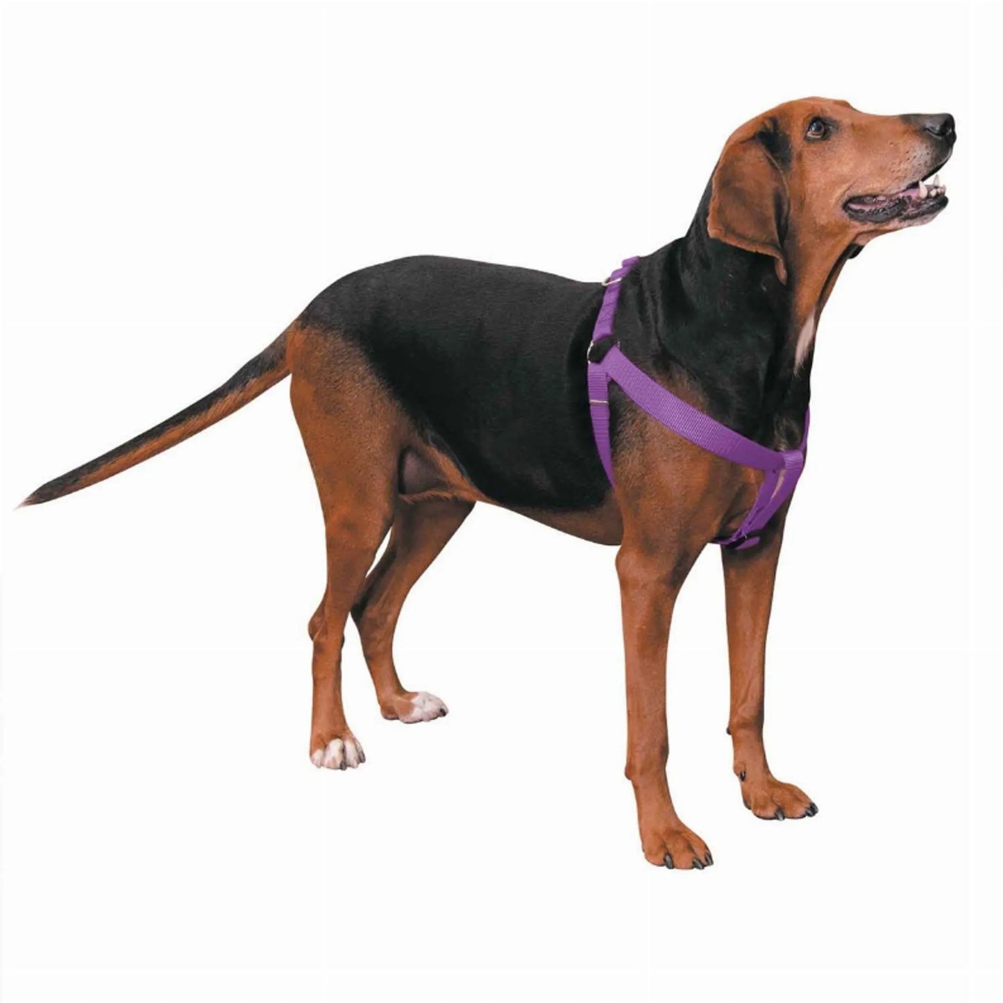 CC Nylon 2 Step Harness 15-25In Blk - Your Pet Connection