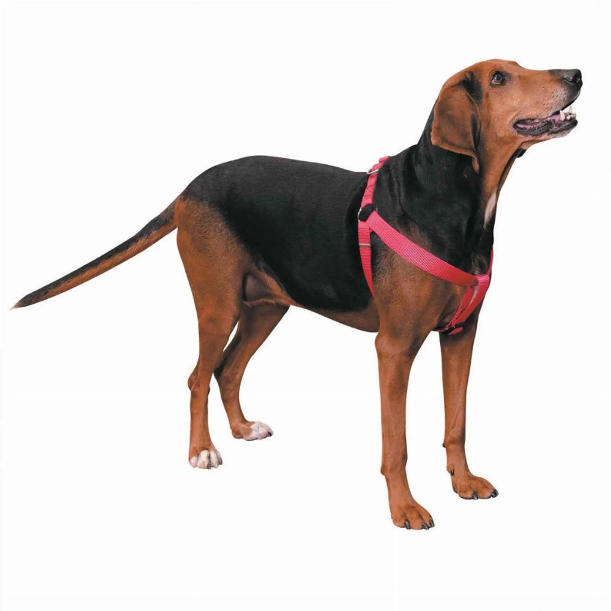 CC Nylon 2 Step Harness 15-25In Blk - Your Pet Connection