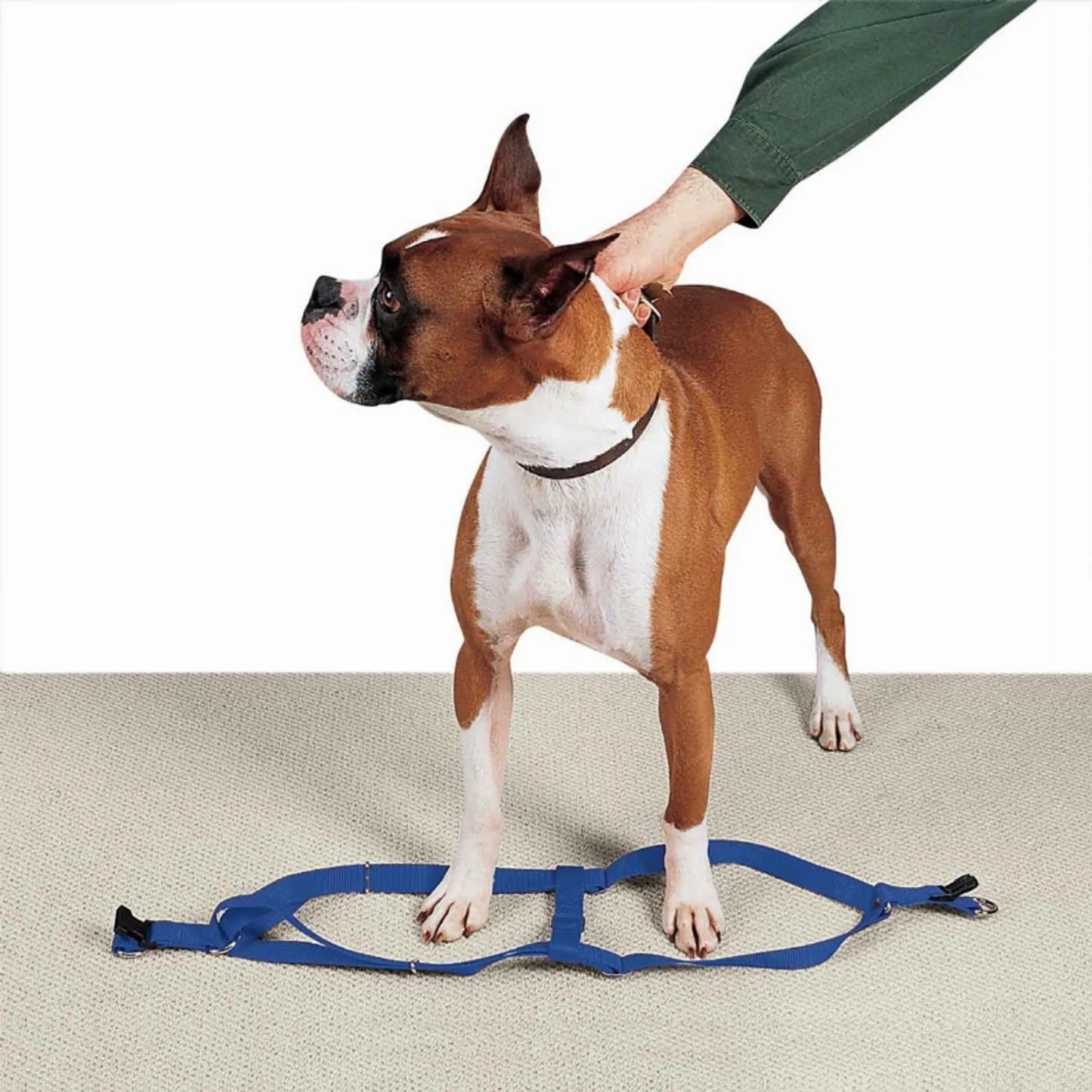 CC Nylon 2 Step Harness 15-25In Blk - Your Pet Connection