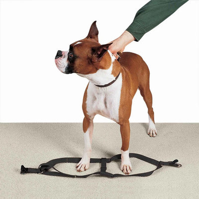 CC Nylon 2 Step Harness 15-25In Blk - Your Pet Connection
