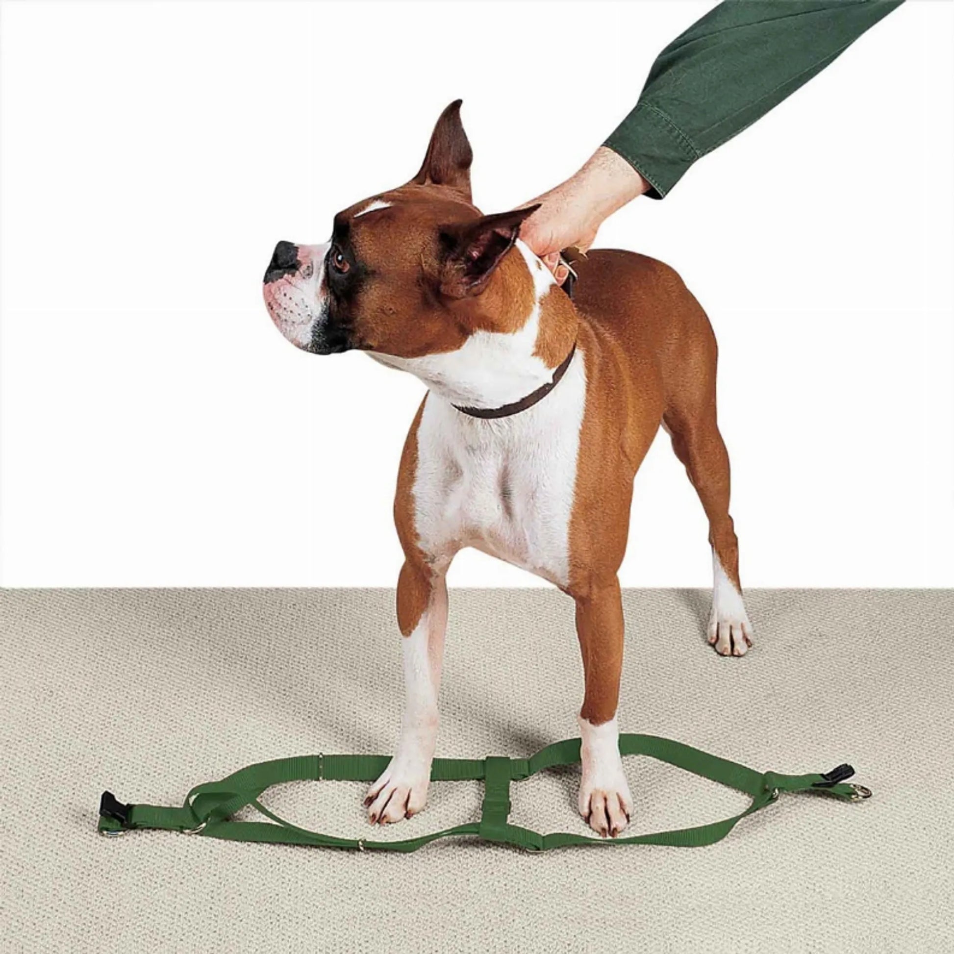 CC Nylon 2 Step Harness 15-25In Blk - Your Pet Connection