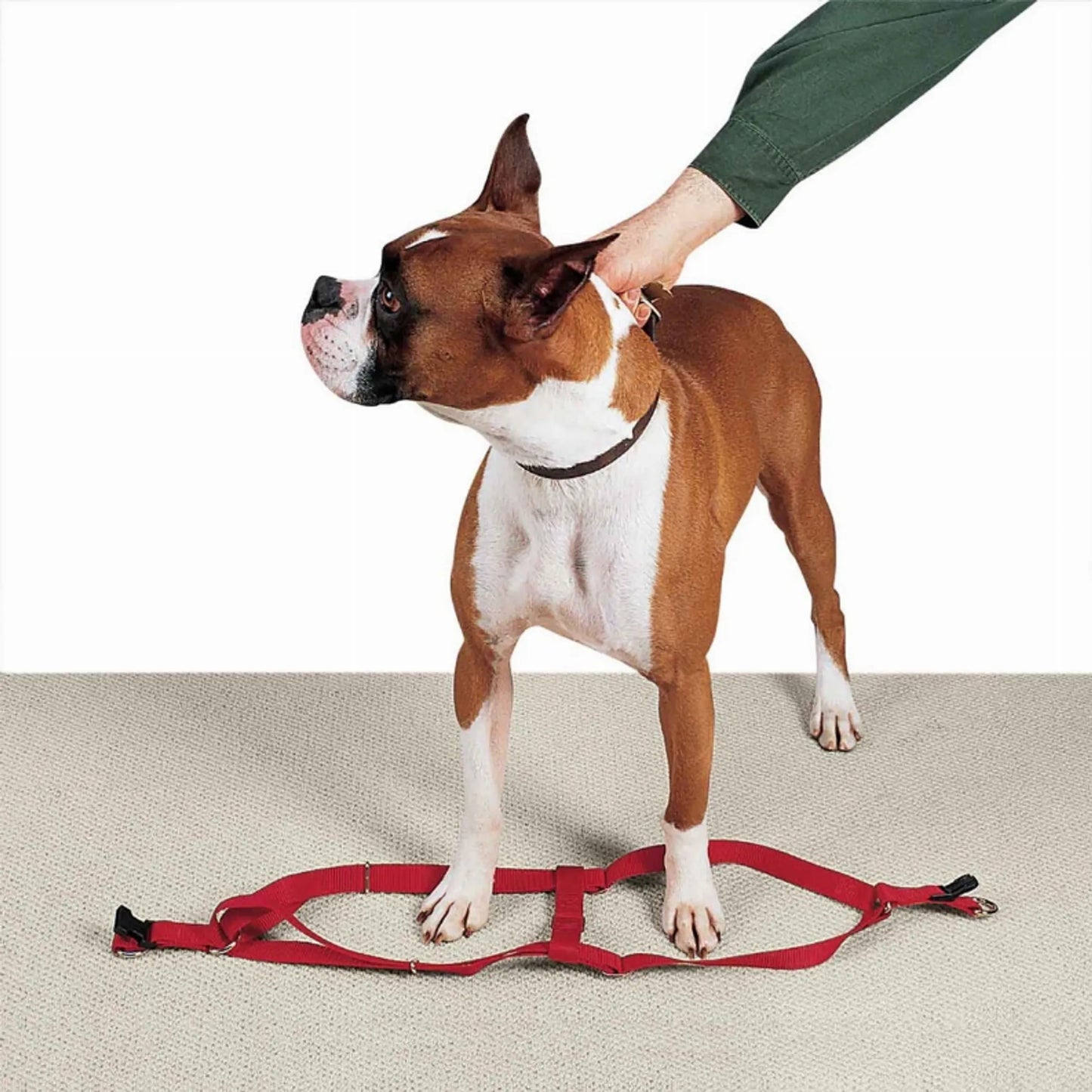 CC Nylon 2 Step Harness 15-25In Blk - Your Pet Connection