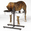 ProSelect Adjustable Diner with/Bowls 160oz - Your Pet Connection