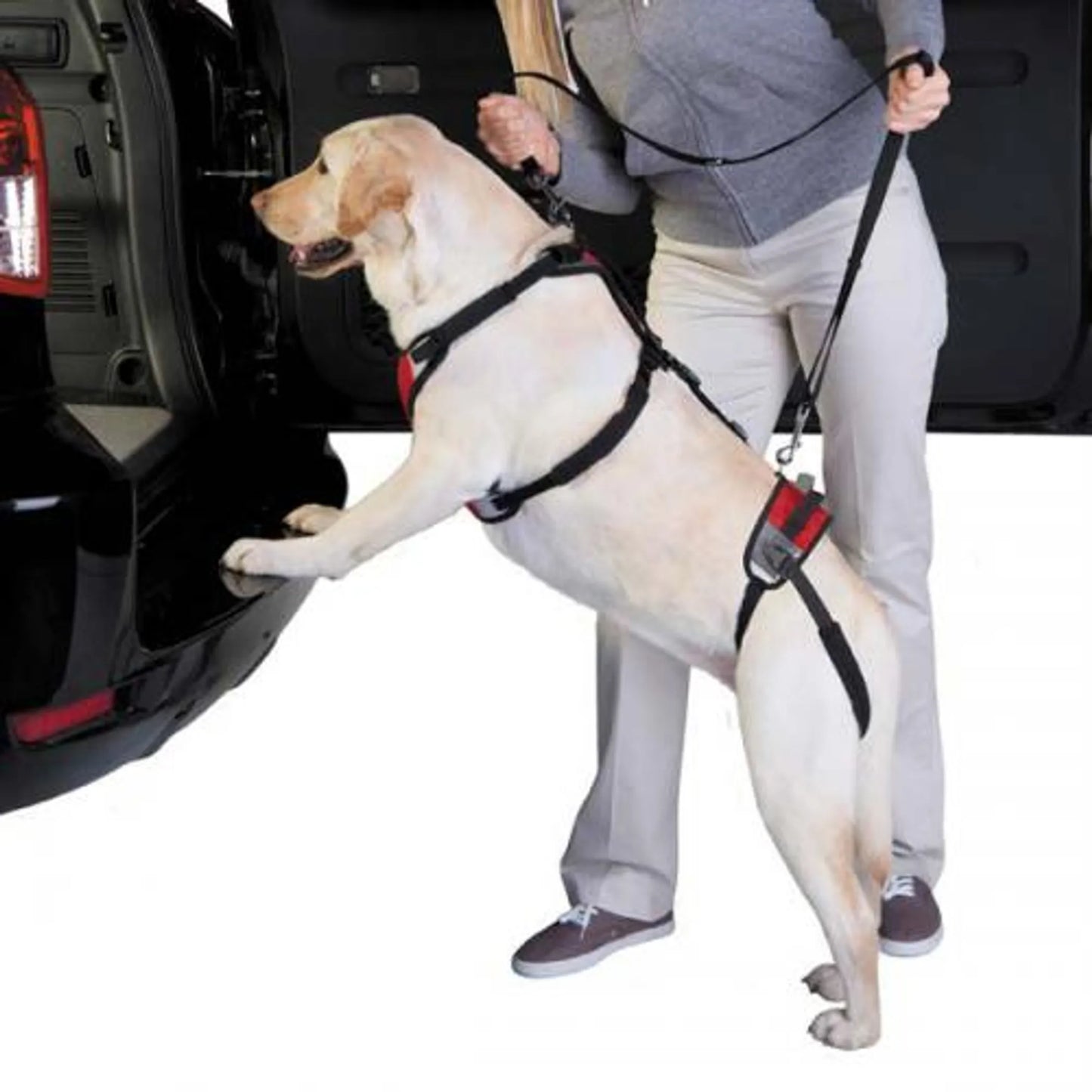 Total Pet Health Lift & Go Lead - Your Pet Connection