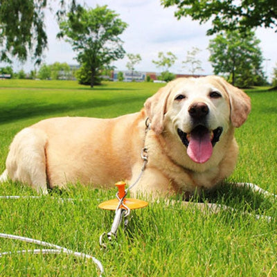 BP Tie-Out/Dome Stake Combo 30ft XL - Your Pet Connection