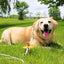 BP Tie-Out/Dome Stake Combo 30ft XL - Your Pet Connection
