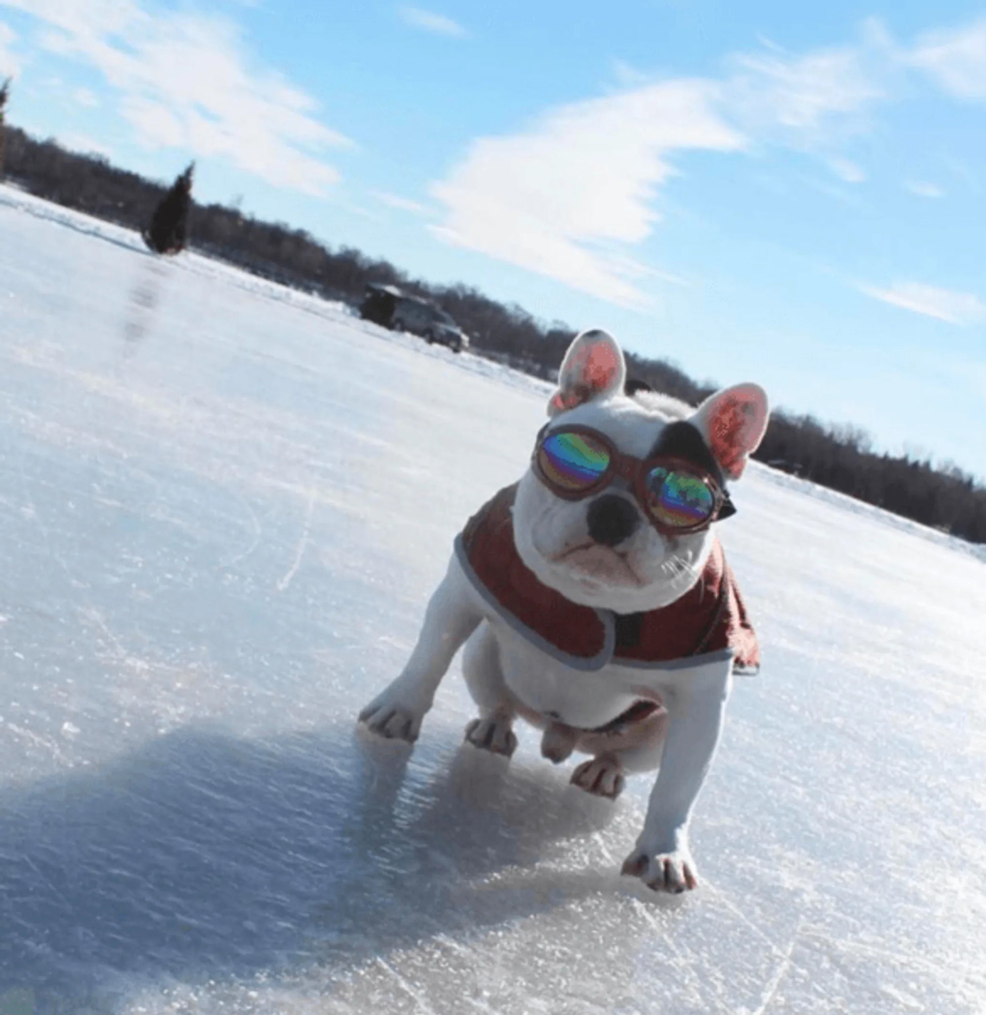 K9 Sport Shades - Dog Goggles - Your Pet Connection
