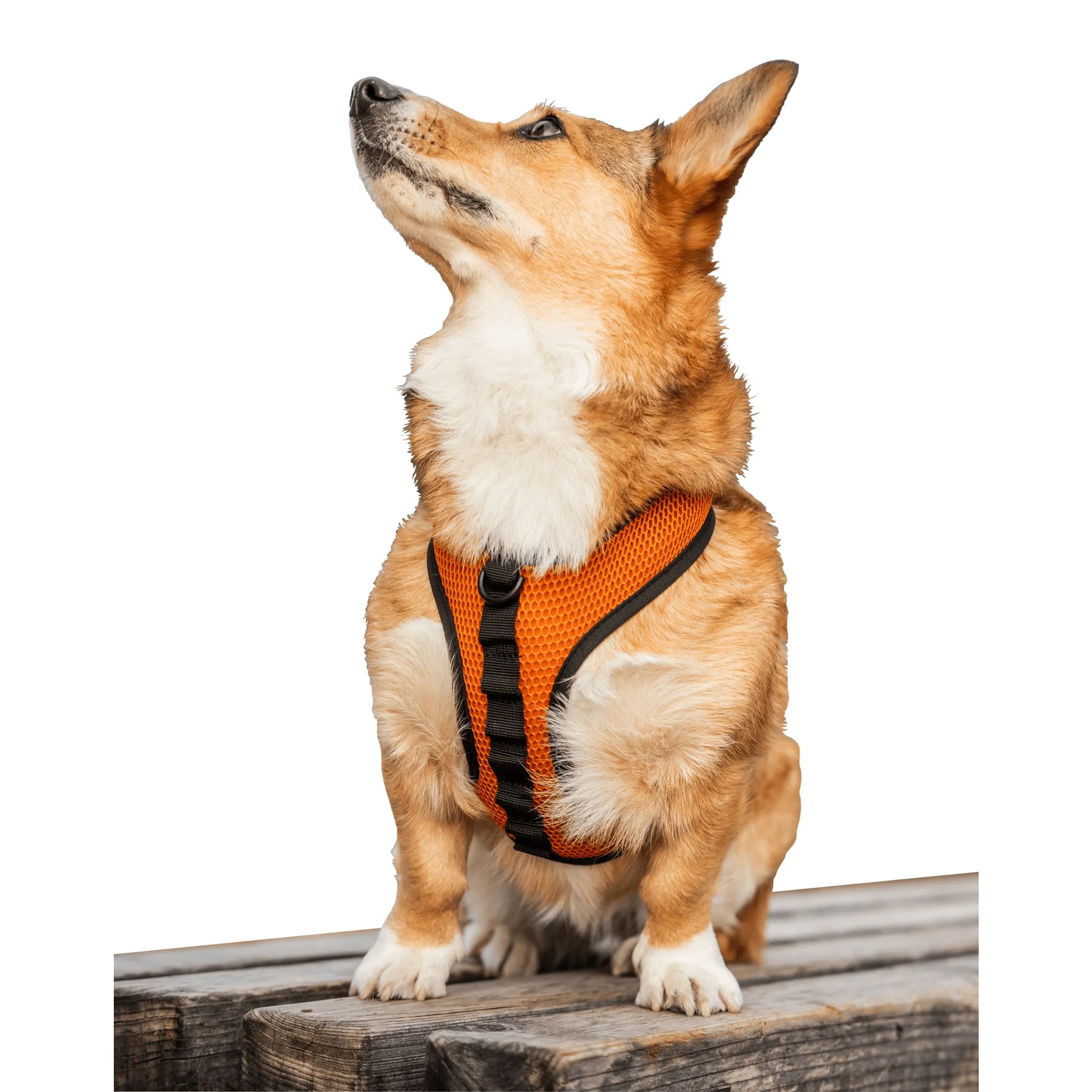 K9 Sport Harness - Your Pet Connection