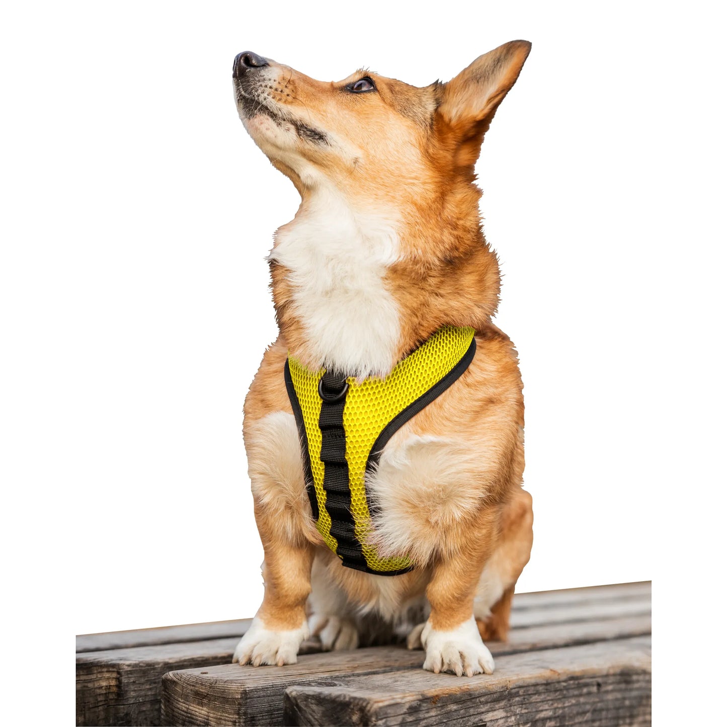 K9 Sport Harness - Your Pet Connection
