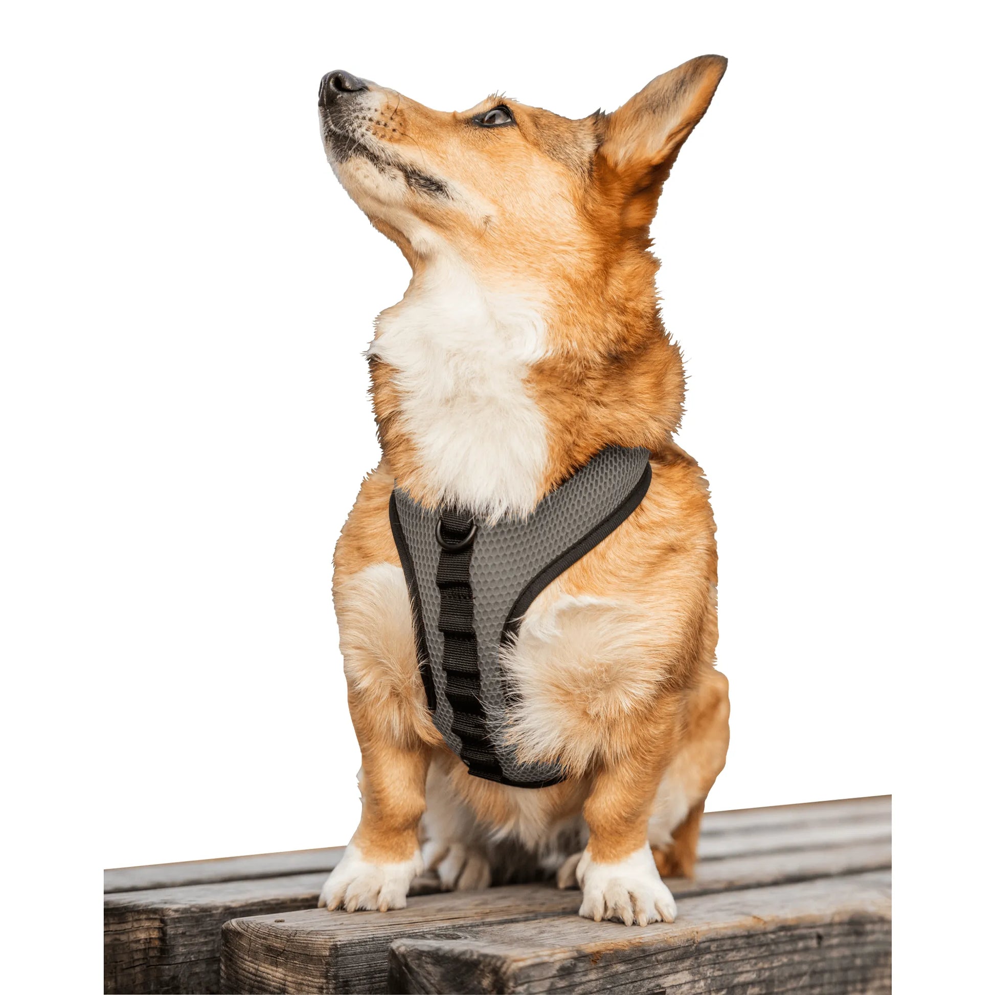 K9 Sport Harness - Your Pet Connection