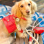 Dog Harness - Your Pet Connection