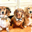 Dog Bow Tie - Your Pet Connection