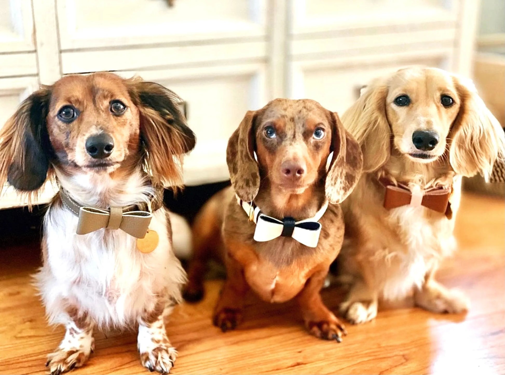 Dog Bow Tie - Your Pet Connection