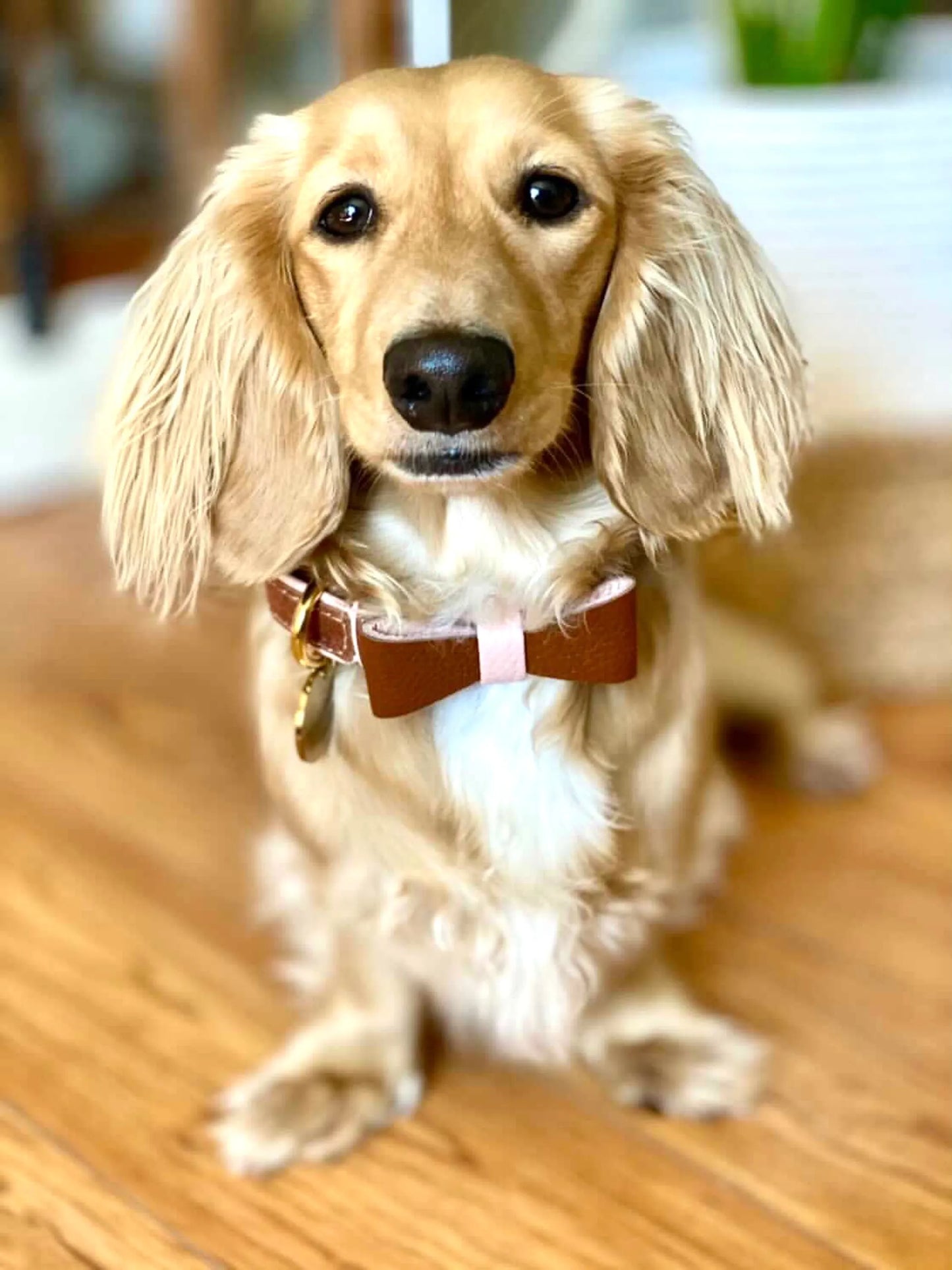 Dog Bow Tie - Your Pet Connection